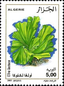 Ulva lactuca