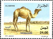 Dromedary (Camelus dromedarius)