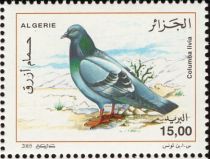 Rock Pigeon (Columba livia)