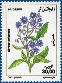 Borage (Borago officinalis)