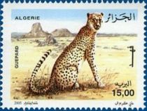 Northwest African Cheetah (Acinonyx jubatus hecki)