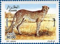 Northwest African Cheetah (Acinonyx jubatus hecki)