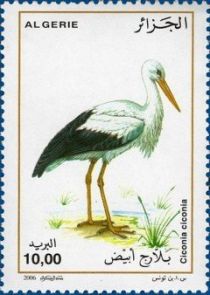 White Stork (Ciconia ciconia)