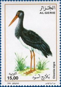 Black Stork (Ciconia nigra)