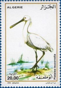 Eurasian Spoonbill (Platalea leucorodia)