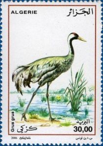 Common Crane (Grus grus)