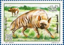 Striped Hyaena (Hyaena hyaena)