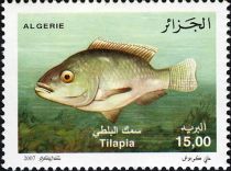 Nile Tilapia (Oreochromis niloticus)