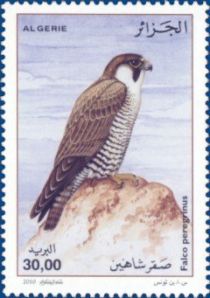 Peregrine Falcon (Falco peregrinus)