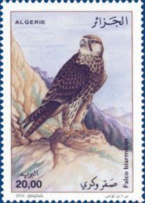 Lanner Falcon (Falco biarmicus)