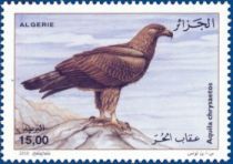 Golden Eagle (Aquila chrysaetos)