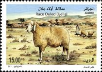 Ouled Djellal Sheep (Ovis ammon aries)