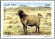 El Hamra Sheep (Ovis ammon aries)