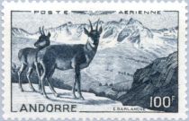 Chamois (Rupicapra rupicapra)