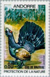 Capercaillie Cock (Tetrao urogallus)