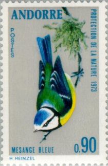 Eurasian Blue Tit (Parus caeruleus)