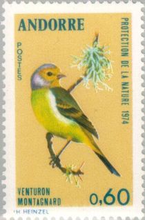 Citril Finch (Carduelis citrinella)