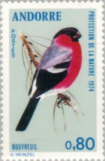 Eurasian Bullfinch (Pyrrhula pyrrhula)