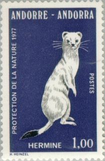 Stoat (Mustela erminea)