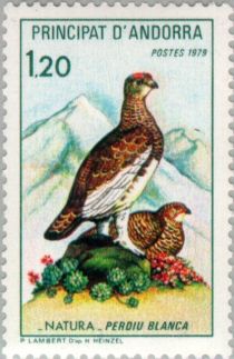 Ptarmigan (Lagopus muta pyrenaicus)