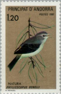 Western Bonelli's Warbler (Phylloscopus bonelli)