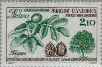 Common walnut (Juglans regia)