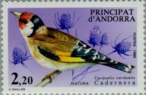 European Goldfinch (Carduelis carduelis)