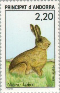 European Hare (Lepus europaeus)