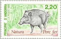 Wild Boar (Sus scrofa)