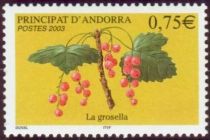 Red Currant (Ribes rubrum)