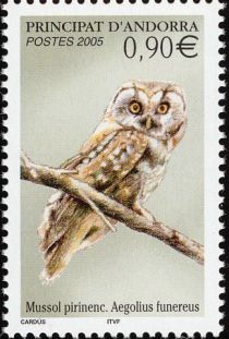 Boreal Owl (Aegolius funereus)