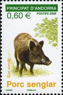 Wild Boar (Sus scrofa)