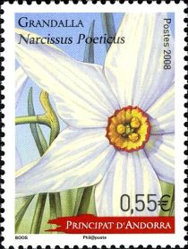 Narcissus poeticus