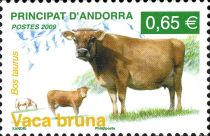 Pyrenaen Cow (Bos primigenius taurus)