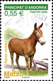 Mule (Equus asinus x Equus caballus)