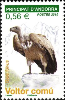 Griffon Vulture (Gyps fulvus)