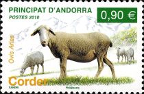 Domestic Sheep (Ovis ammon aries)