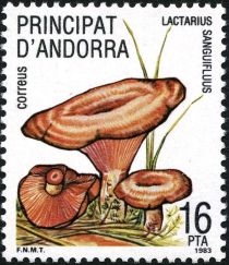 Lactarius Sanguifluus