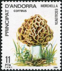 Morchella esculenta, (Common morel)