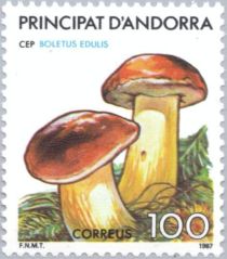 Cep (Boletus edulis)