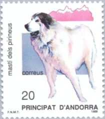 Pyrenean Mastiff (Canis lupus familiaris)