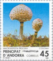 Macrolepiota procera