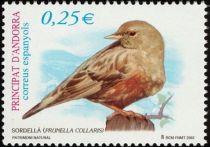 Alpine Accentor (Prunella collaris)