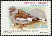 White-winged Snowfinch (Montifringilla nivalis)