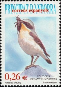 Northern Wheatear (Oenanthe oenanthe)