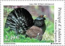 Capercaillie Cock (Tetrao urogallus)