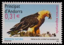 Bearded Vulture (Gypaetus barbatus)