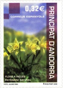 Daffodil (Narcissus pseudonarcissus)