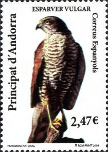 Sparrowhawk (Accipiter nisus)