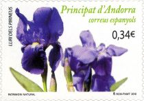 Pyrenees Iris (Iris latifolia)